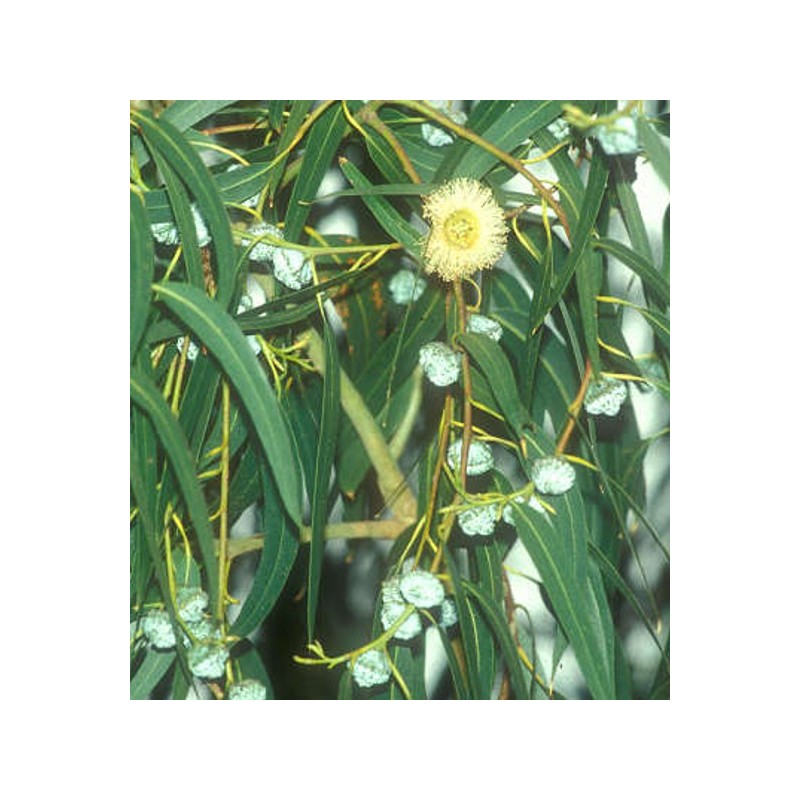 Huile Essentielle Eucalyptus Citronné BIO - Apaisante, Anti-inflammatoire,  Répulsive